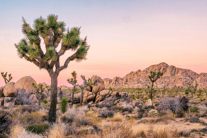 Family Rock Climbing Trips in Joshua Tree National Park (4 Hours) - Key Points