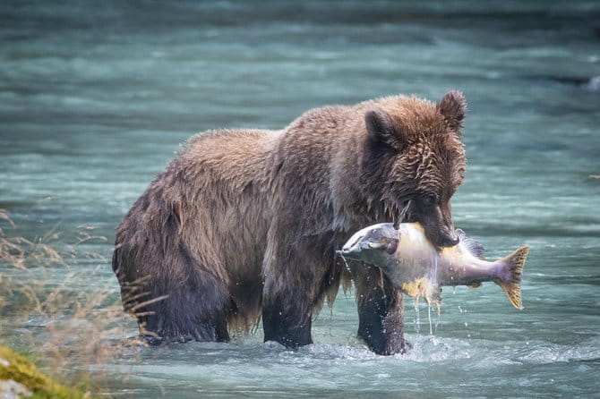 Focus on Haines Private Nature / Photography tour - Introducing the Focus on Haines Private Nature / Photography Tour