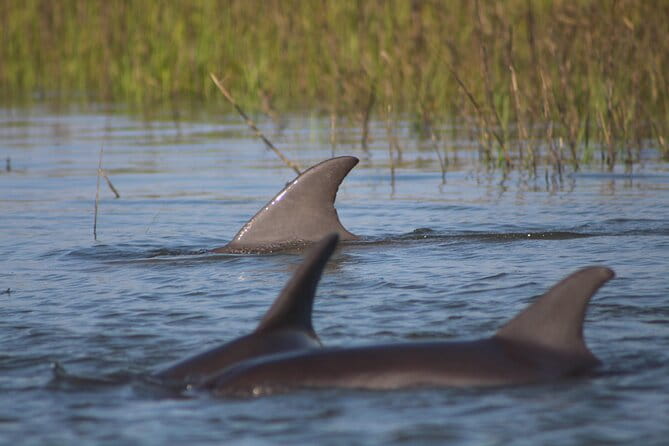 Folly Beach Eco Boat Excursion and Morris Island Drop Off - Discover the Charm of Charleston’s Waterways with the Folly Beach Eco Boat Excursion and Morris Island Drop Off