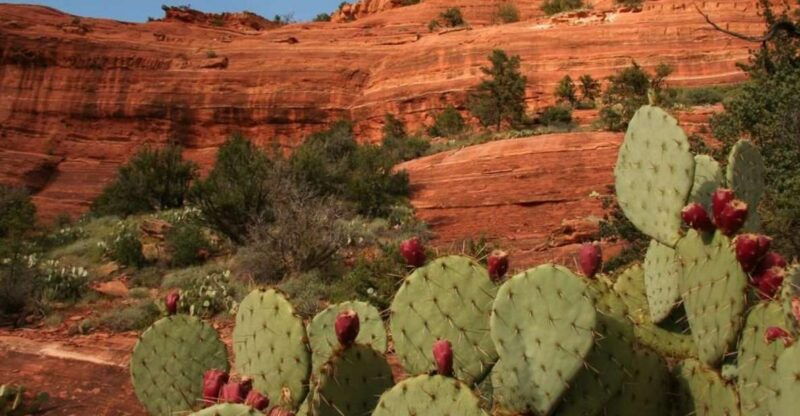 From Phoenix: Full-Day Sedona Small-Group Tour - Key Points
