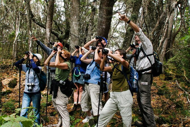 Full-Day Hakalau Forest Reserve Bird Watching Adventure - A Deep Dive into the Full-Day Hakalau Forest Reserve Bird Watching Adventure
