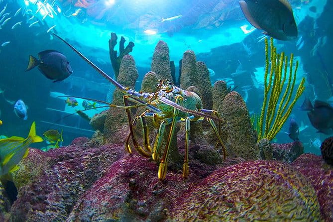 Full-Day Tour of Florida Keys Including Aquarium Encounters from Key West - The Value of the Experience