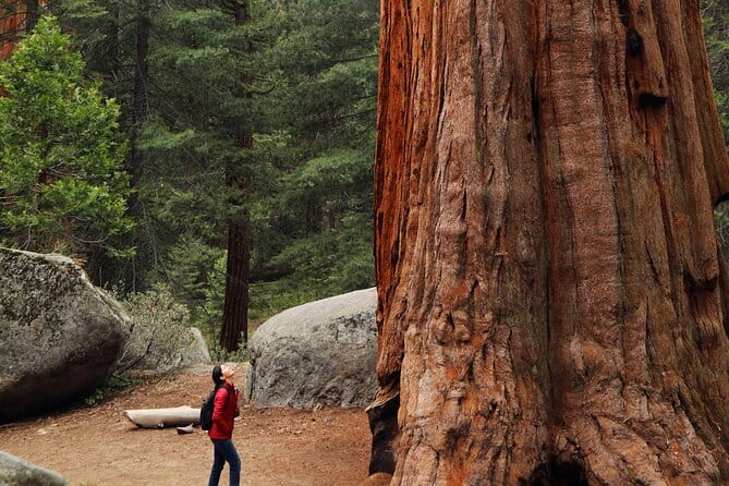 Giant Redwoods Tour Including a 5-Course Winery Lunch - Exploring the Giant Redwoods and Gourmet Winery Lunch Tour