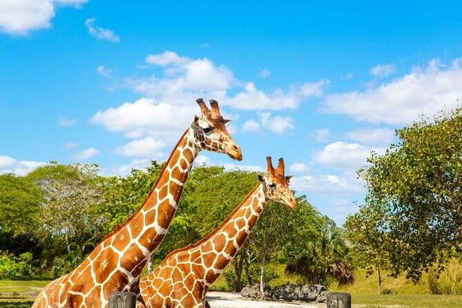Go City: Miami All-Inclusive Pass with 25+ Attractions and Tours - Key Points