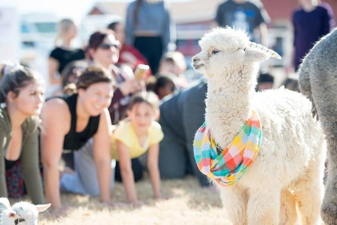 Goat and Alpaca Yoga in Arizona - The Yoga Class: What to Expect