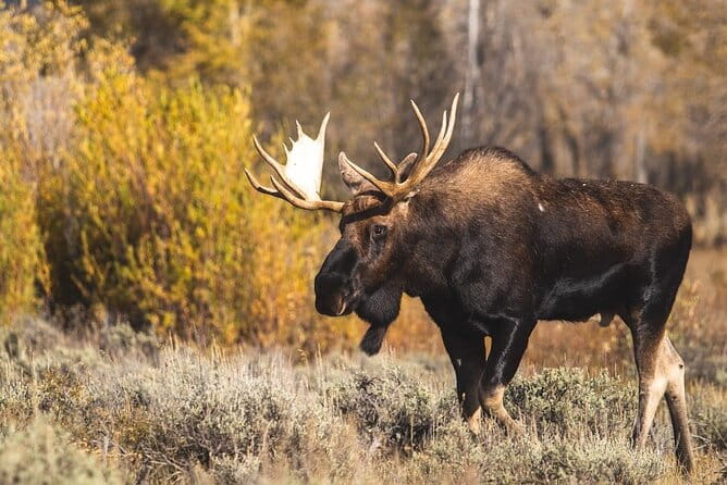 Grand Teton and its Wildlife: Private Guided Tour - Key Points