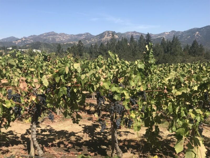 Guided Private Wine Tour to Napa and Sonoma Wine Country - Reviewing a Guided Private Wine Tour to Napa and Sonoma Wine Country