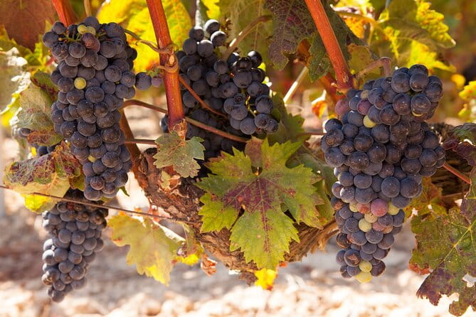 Half-Day North Georgia Wine Country Tour From Atlanta - Key Points