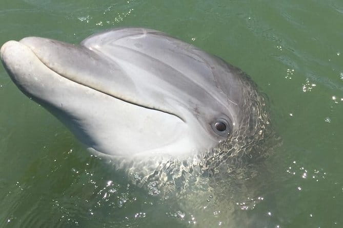 Hilton Head Dolphin Watching Cruise with Fireworks Display - The Itinerary: Breaking Down the Experience