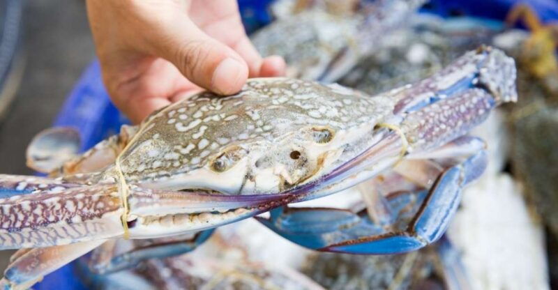 Hilton Head Island: Crabbing Expedition Boat Tour - Key Points