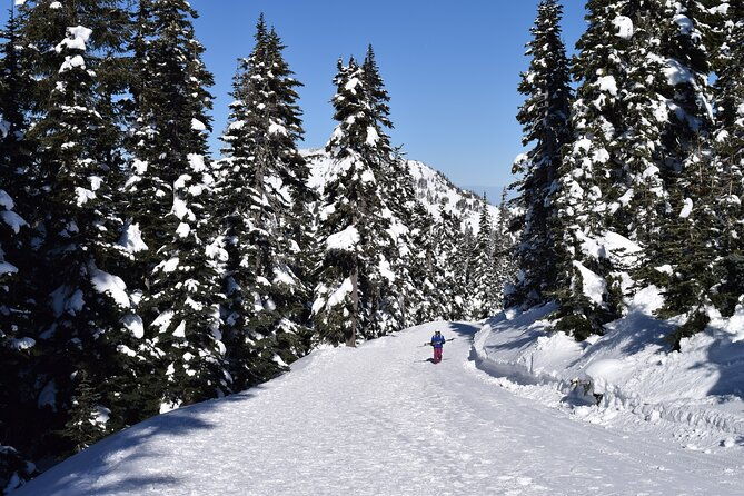 Hurricane Ridge Guided Snowshoe Tour in Olympic National Park - Discovering Hurricane Ridge: A Snowshoeing Adventure in Olympic National Park