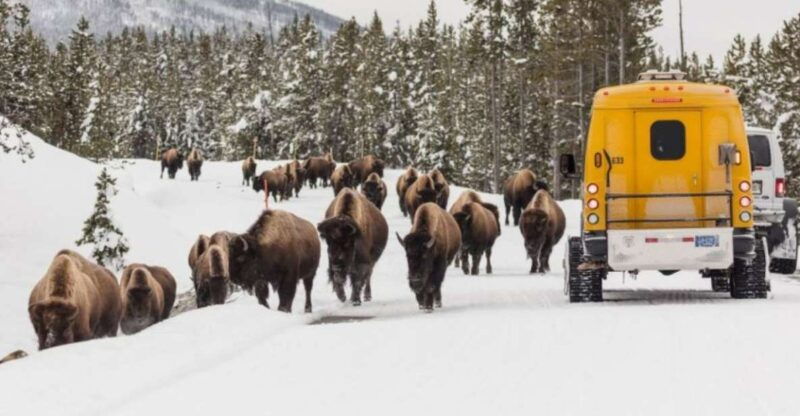 Jackson: 4-Day Grand Teton & Yellowstone Winter Tour - Key Points