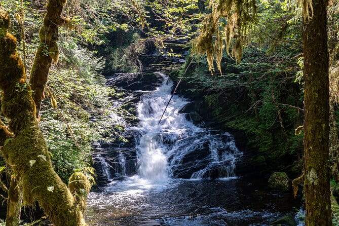 Ketchikan Magical Old-Growth Creek Trek Guided Tour - Key Points