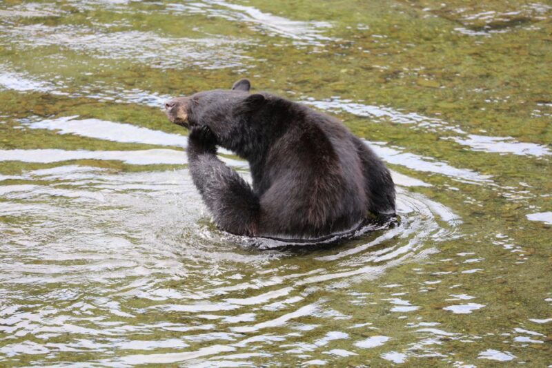 Ketchikan: Potlatch Park, City and Wildlife Private Van Tour - Key Points: