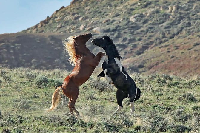 Kicking Red Canyon Wild Mustang Bus Tour Deals 5 PM In Cody - Key Points