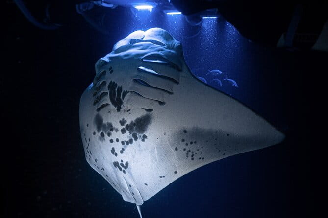 Kona Night Manta Snorkel Tour - Key Points