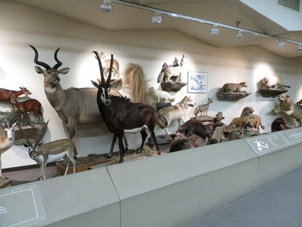 Las Vegas Natural History Museum Admission Ticket - What is the Las Vegas Natural History Museum All About?