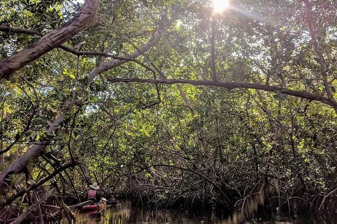 Mangrove Tunnels Pedal Kayak Eco-Tour in Anna Maria - A Closer Look at the Mangrove Tunnels Pedal Kayak Eco-Tour