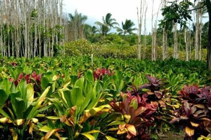Maui Island Private Day Tour - Key Points