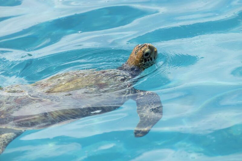 Moorea Highligts: Blue Lagoon Shore Attractions and Lookouts - Key Points