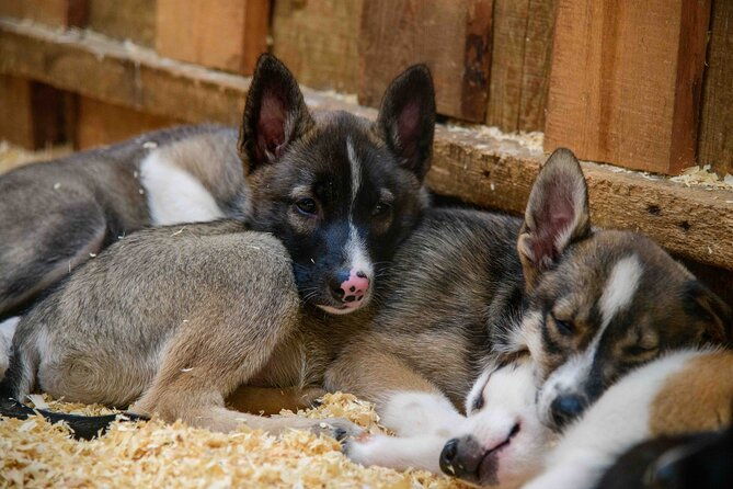Musher's Camp and S'more Roasting Experience - Key Points