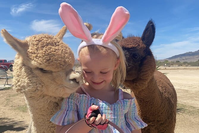 Nature Health Farms Alpaca Farm Petting Zoo Pahrump Death Valley - Exploring Nature Health Farms Alpaca Farm: What to Expect