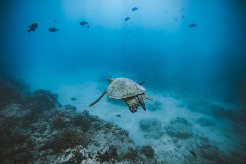 Oahu: Private Turtle Snorkeling with Customizable Itinerary - Introducing the Private Turtle Snorkeling Tour in Oahu