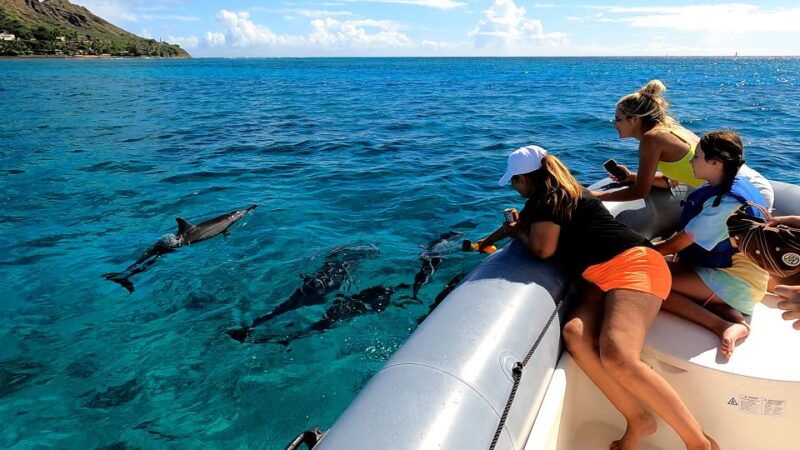 Oahu: Waikiki Private Snorkeling and Wildlife Boat Tour - Key Points
