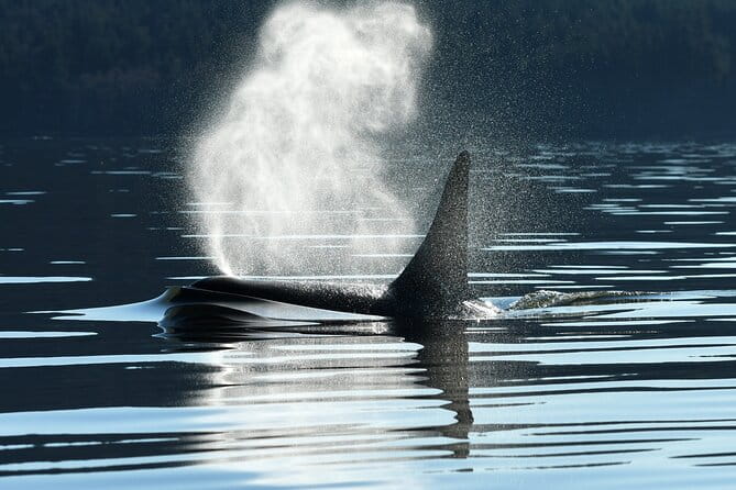 Only Wildlife and Whale Watching Tour Leaving from Seattle - Key Points