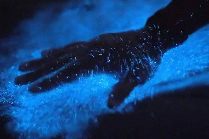 Orlando Bioluminescence Kayak Adventure - What Makes This Tour Special?
