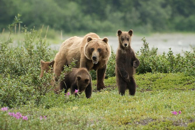 Pack Creek Brown Bear Viewing Juneau - Key Points