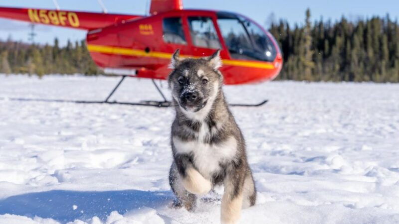 Palmer: "Dogs and Glaciers" Sledding and Helicopter Tour - Introduction