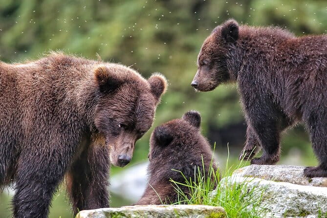 Premier Whale Watching and Wildlife Tour - Exploring the Premier Whale Watching and Wildlife Tour in Sitka