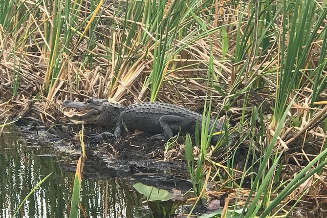 Private 2-Hour Airboat Tour of Miami Everglades - An In-Depth Look at the Tour