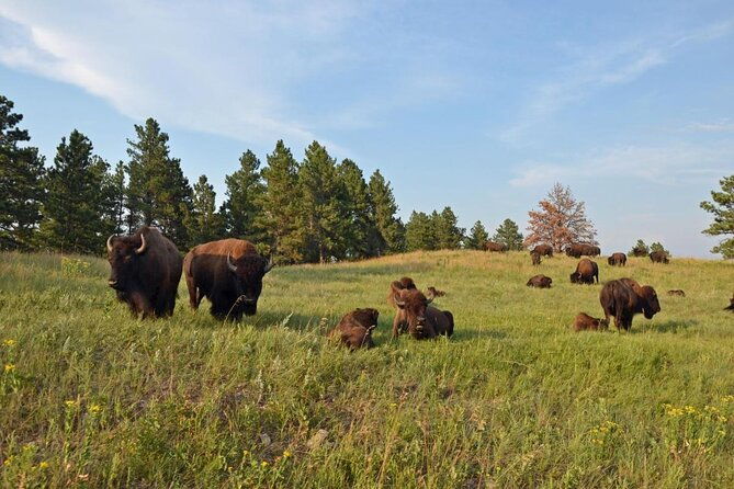 Private Custer State Park Safari and Hiking Tour - Key Points