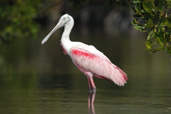 Private Everglades National Park Photography, Birding and Wildlife Safari - Exploring the Itinerary: What to Expect