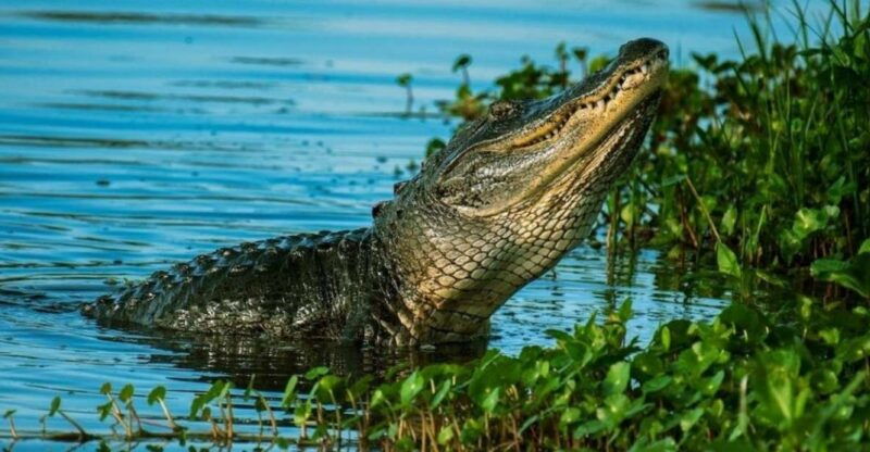 Private Everglades Tour:Explore the Beauty of the Everglades - What to Expect During the Tour