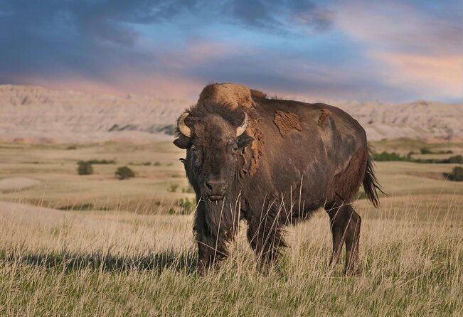 Private Tour of the Badlands with Local Experts - Key Points