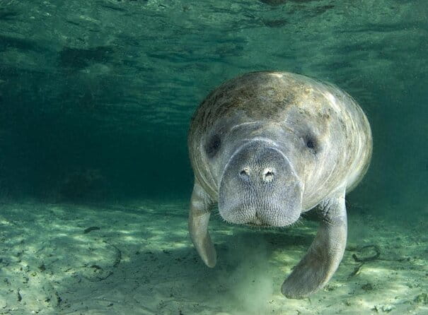 River Cruise Tour with Manatee Viewing - Key Points
