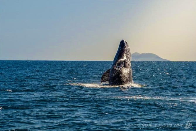 San Diego Half-Day Marine Wildlife Tour with Lunch - Key Points