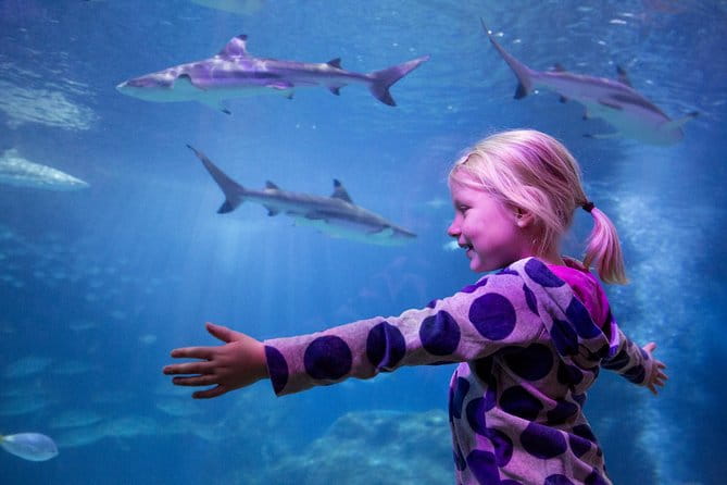 SEA LIFE Michigan Aquarium Admission Ticket - Key Points