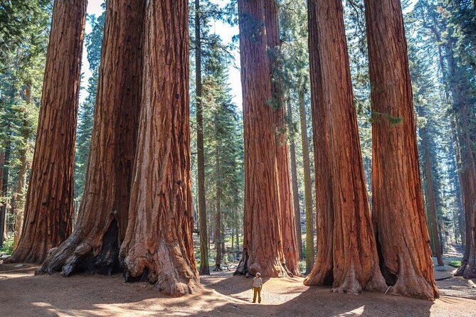 Sequoia National Park Adventure from Tulare - Key Points