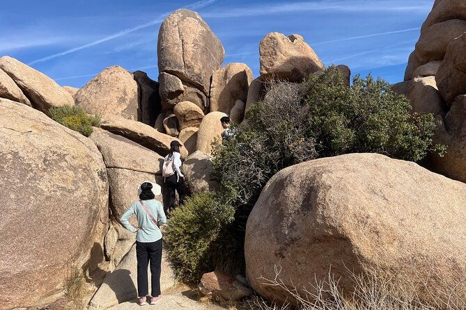 Sightseeing Adventure Tour of Joshua Tree National Park - A Comprehensive Review of the Joshua Tree Sightseeing Adventure