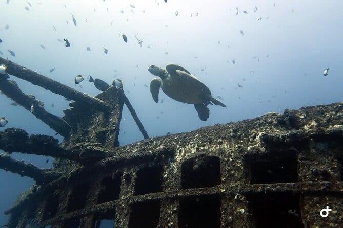 Small-Group Deep Dive in Oahu with Shipwreck and Reef - An In-Depth Look at the Experience