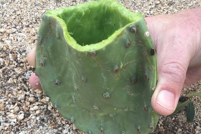 Sonoran Desert- Wild Foods and Traditional Skills - Discovering the Sonoran Desert’s Edible Wealth