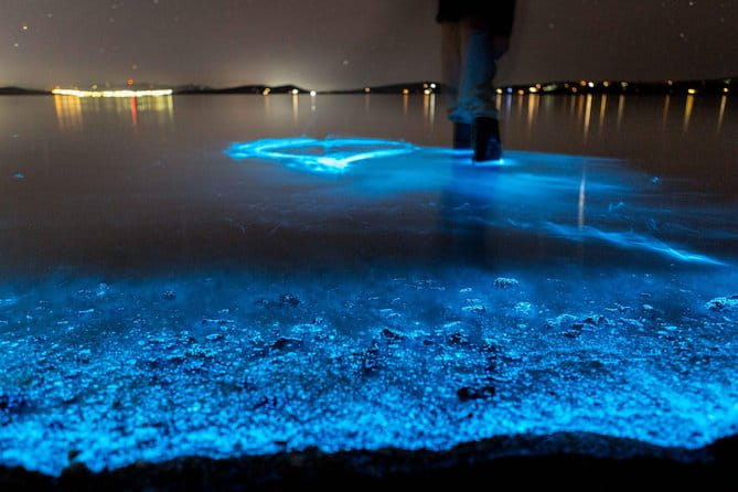 Sunset Kayaking w/ Florida Bioluminescence Combo Tour | Haulover canal - What is the tour about?