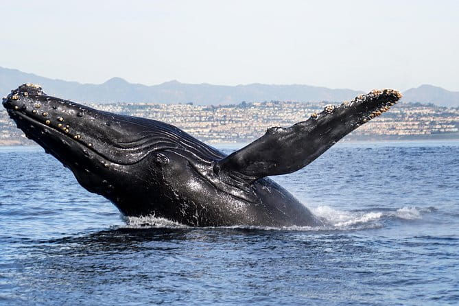 Supreme 2hr Whale/Dolphin Watching Newport Beach, 6 person max - Key Points