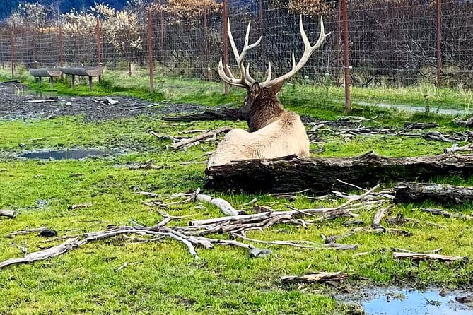 Ultimate Anchorage Summer Wildlife Tour - Introduction