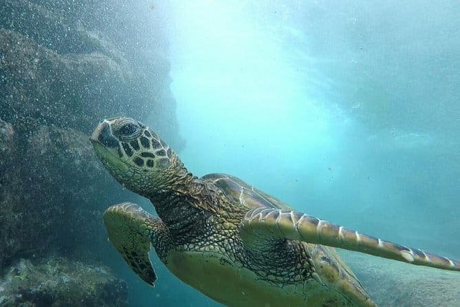 Ultimate Ocean Encounters Midday Snorkel - Exploring the Ultimate Ocean Encounters Midday Snorkel: A Practical Review