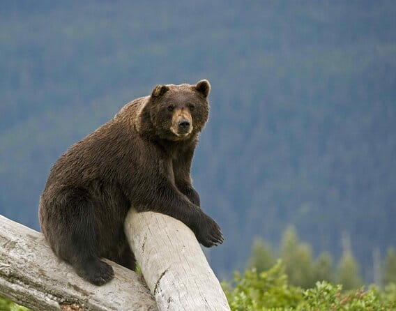 VIP Tour from Anchorage to Alaska Wildlife Conservation Center - Key Points